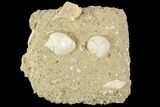 Eocene Fossil Gastropods (Globularia & Rimella) - Damery, France #103850-1